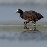 Water birds